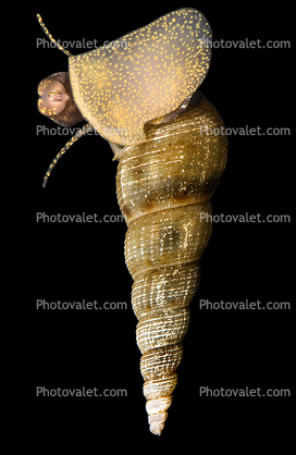 Freshwater Snail, spiral