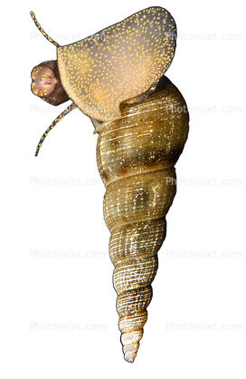 Freshwater Snail photo-object, spiral, shell, object, cut-out, cutout