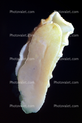 Sea Lemon, (Peltodoris nobilis), (Anisodoris nobilis), Doridoidea, Discodorididae