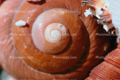 Shell, Snail, sea shell, spiral, seashell, Sea, Marine