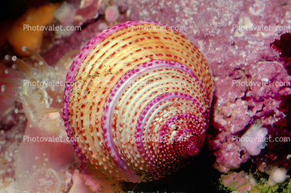 Jeweled Top Snail, (Calliostoma annulatum), Trochoidea, Calliostomatidae, Calliostomatinae, purple-ring topsnail, blue-ring topsnail
