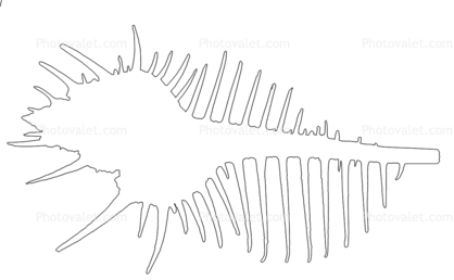 Venus comb murex outline, line drawing, (Murex pecten), Muricidae, large predatory sea snail, Seashell