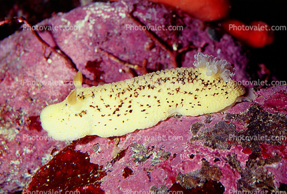 Sea Lemon, (Peltodoris nobilis), (Anisodoris nobilis), Doridoidea, Discodorididae