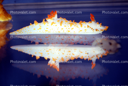 Sea-clown Nudibranch, (Triopha catalinae), Polyceroidea, Polyceridae, Triophinae