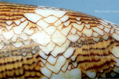 Textile Cone Snail, (Conus textile), Conoidea, Conidae, shell, predatory sea snail, venomous, poisonous