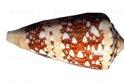 Cone Snail, (Conus tielatus), Conoidea, Conidae, Coninae, shell, photo-object, object, cut-out, cutout, venomous, poisonous