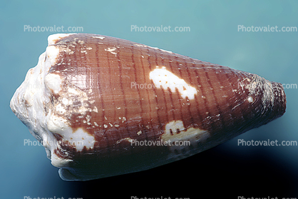 Brown Cone Snail, (Conus brunneus), Conoidea, Conidae, Coninae, shell, predatory sea snail, venomous, poisonous