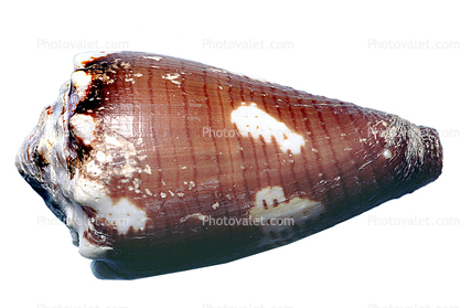 Brown Cone Snail, (Conus brunneus), Conoidea, Conidae, Coninae, shell, predatory sea snail, photo-object, object, cut-out, cutout, venomous, poisonous, photo object