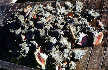 Harvesting Conch Shells for the tourist trade, Nassau, Bahamas