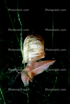 freshwater snail Ramshorn, shell