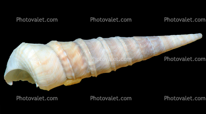 Sea Snail Shell, (Turritella anactor), Cerithioidea, Turritellidae, Turritellinae