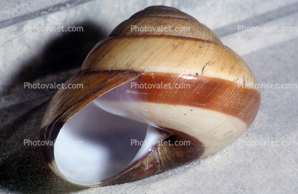(Bertia cambojiensis), Dyakioidea, Dyakiidae, air-breathing land snail, terrestrial, shell