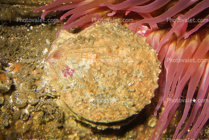 Rock Scallop, (Crassadoma gigantea), Ostreoida, Pectinina, Pectinoidea, Pectinidae