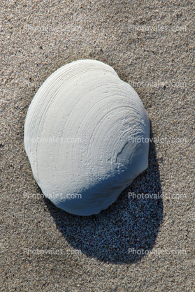 Clam Shell