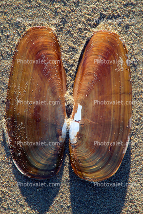 Clam Shell, clamshell