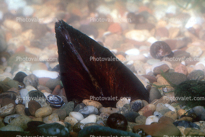 Freshwater Mussel
