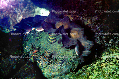 Giant Clam, (Tridacna gigas), Heterodonta, Euheterodonta, Cardioidea, Tridacninae