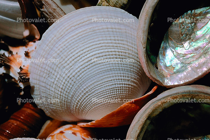 clam shell