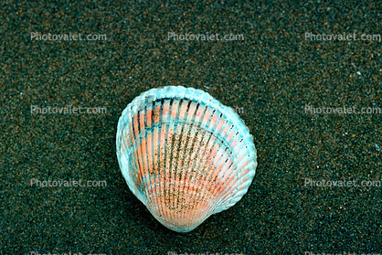 Scallop shell, sand, beach