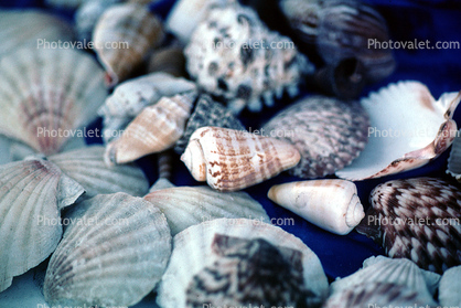 Shells, scallops, texture, background