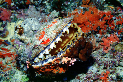 thorny oyster, Bivalvia, Maldives