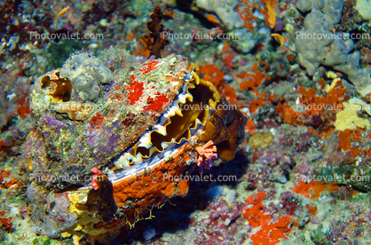 Rock Scallop, (Crassadoma gigantea), Ostreoida, Pectinina, Pectinoidea, Pectinidae