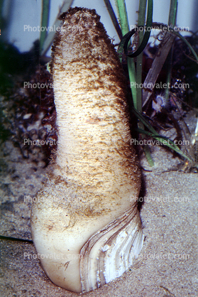 Geoduck, (Panopea genrosa), Myoida, Hiatellidae