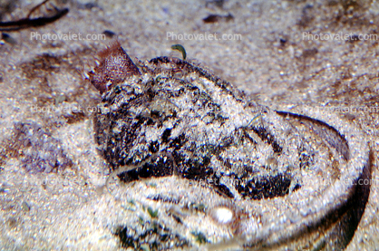 Washington Clam, (Saxidomus nuttalli), 