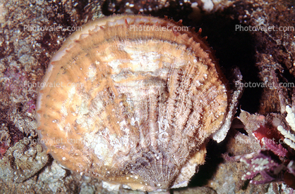 Rock Scallop, (Crassadoma gigantea), Ostreoida, Pectinina, Pectinoidea, Pectinidae