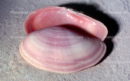 Shells, (Sanguinolaria tellinoides), Heterodonta, Veneroida, Tellinoidea, Psammobiidae