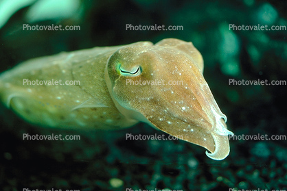 Common Cuttlefish Underwater