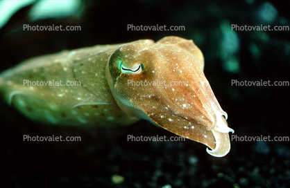 Common Cuttlefish Cute Face