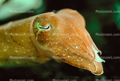 Common Cuttlefish Face, Sepia officinalis