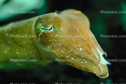 Common Cuttlefish, Sepia officinalis