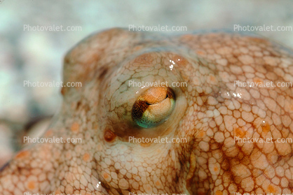 Octopus, Corfu Island, Mediterranean Sea