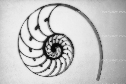 cutaway of a Nautilus Shell Spiral
