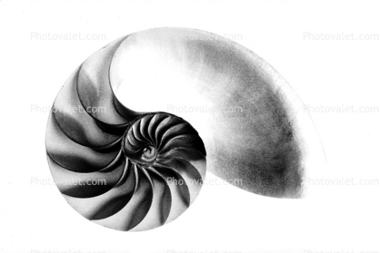 cutaway of a Nautilus Shell