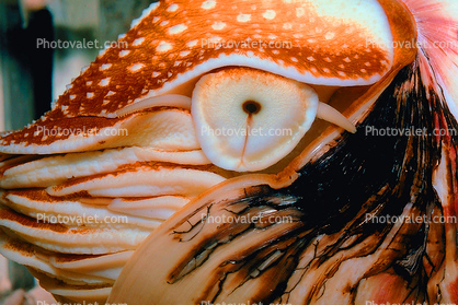 Eye of a Chambered Nautilus, (Nautilus pompilius) 