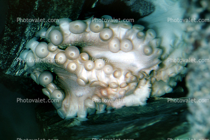 Octopus, suction cups