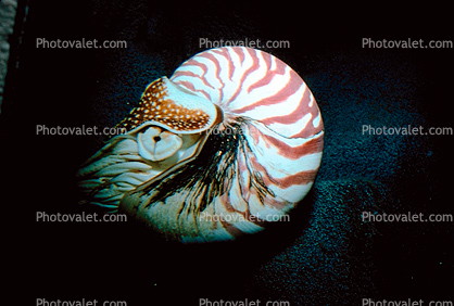 Chambered Nautilus, (Nautilus pompilius) 