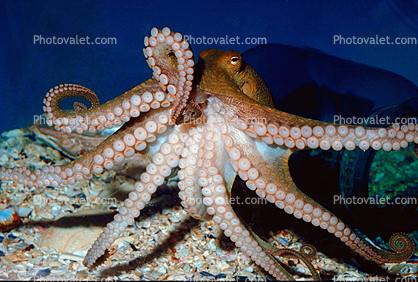 suction cups, tentacles, Two-spotted Octopus, (Octopus bimaculoides)
