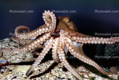 suction cups, tentacles, Two-spotted Octopus, (Octopus bimaculoides), Octopoda, Octopodidae