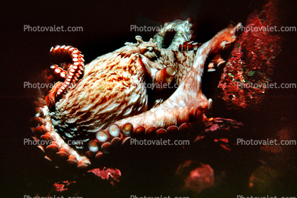 Giant Octopus, (Enteroctopus dofleini), Octopoda