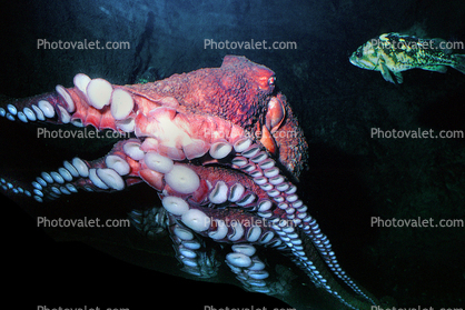 Giant Octopus, (Enteroctopus dofleini), Octopoda, Octopodidae