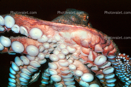 Suction Cups of a Giant Octopus, (Enteroctopus dofleini)