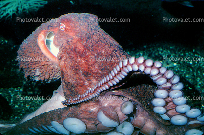Face of a Giant Octopus, (Enteroctopus dofleini), Octopoda, Octopodidae