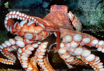 Suction Discs of a Giant Octopus, (Enteroctopus dofleini), Octopoda, Octopodidae