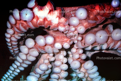 Suction Discs of a Giant Octopus, (Enteroctopus dofleini)