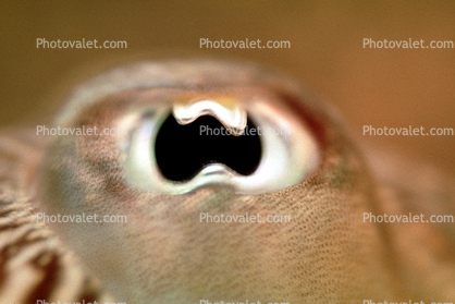 Demonic Common Cuttlefish Eye