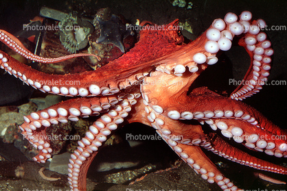 Many Arms of a Giant Octopus, (Enteroctopus dofleini)